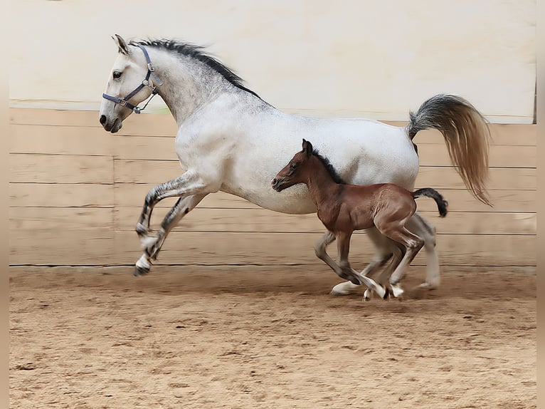 Lipizzaner Mare 7 years 15 hh Grey in Gernsbach