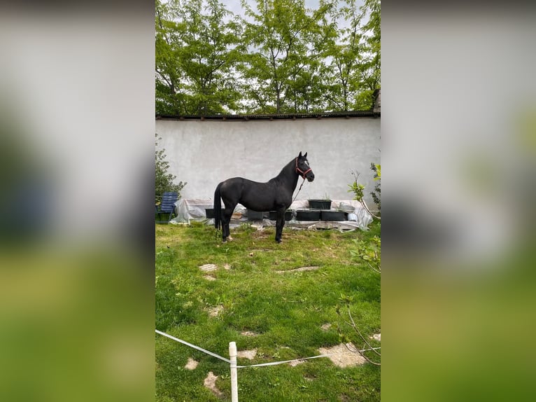Lipizzaner Mare 7 years 15,1 hh Black in Cluj-Napoca