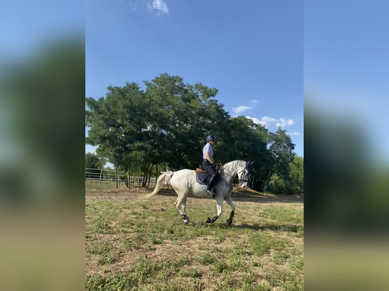 Lipizzaner Mare 7 years 15,2 hh Grey-Fleabitten in Szatymaz, Csongr&#xE1;d-Csan&#xE1;d county
