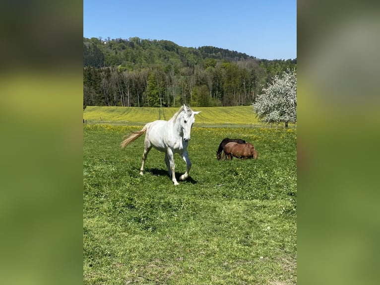 Lipizzaner Mare 7 years 16.3 hh Grey in ÜberlingenÜberlingen