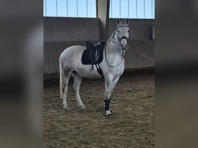 Lipizzaner Mare 7 years 16,3 hh Grey in ÜberlingenÜberlingen