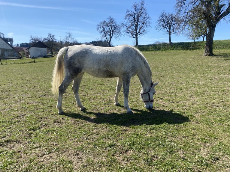 Lipizzaner Mare 7 years 16,3 hh Grey in ÜberlingenÜberlingen