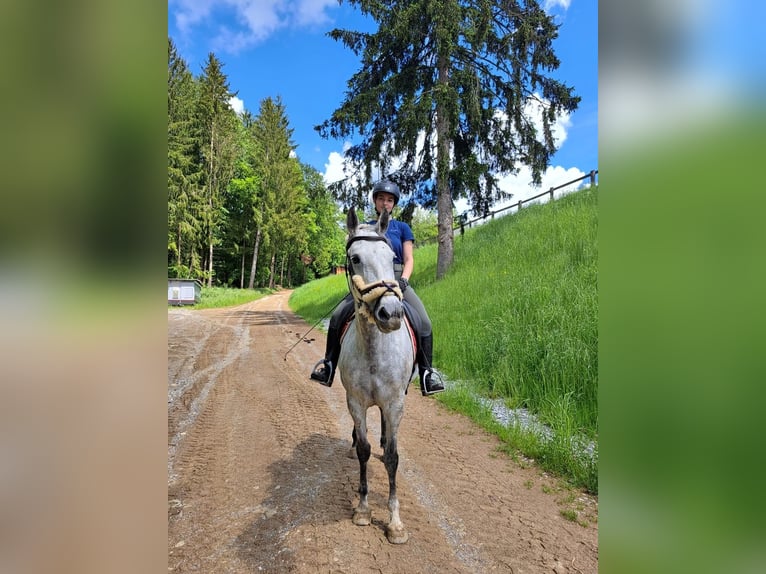 Lipizzaner Mare 8 years 15,1 hh Gray-Dapple in Passail