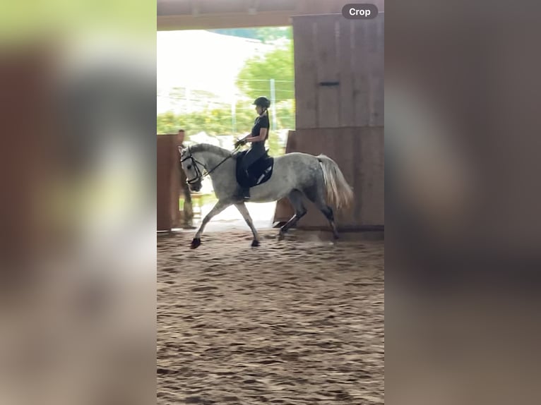 Lipizzaner Mare 8 years 15,1 hh Gray-Dapple in Passail