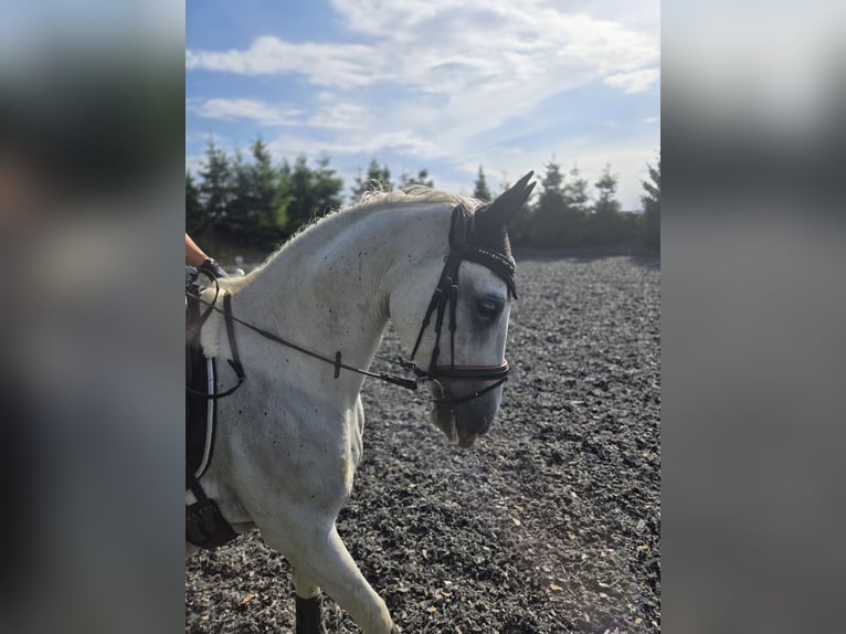 Lipizzaner Mare 8 years 15.1 hh Grey in Aderklaa