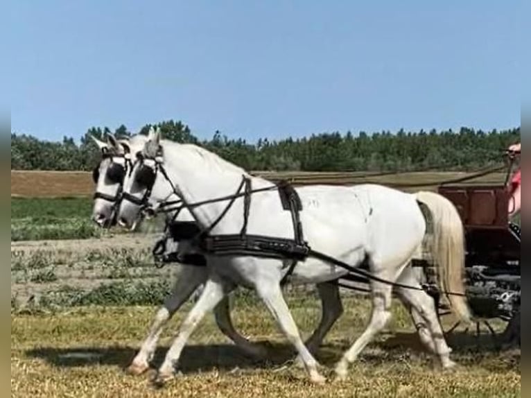 Lipizzaner Mare 8 years 15.2 hh White in Tass