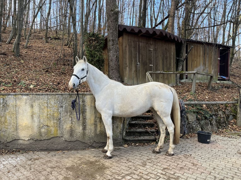Lipizzaner Mare 8 years 16 hh Gray in Wien