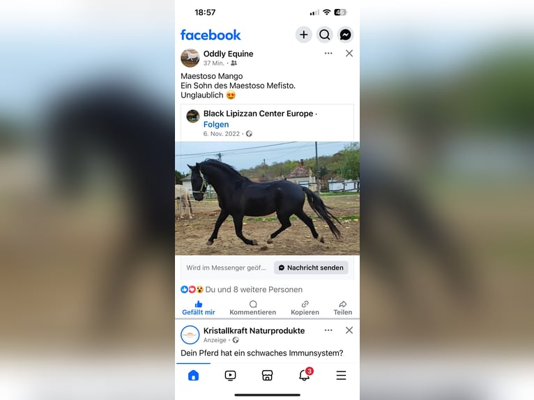 Lipizzaner Mare 8 years 16 hh Gray in Wien