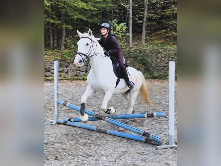 Lipizzaner Mare 8 years 16 hh Gray in Wien