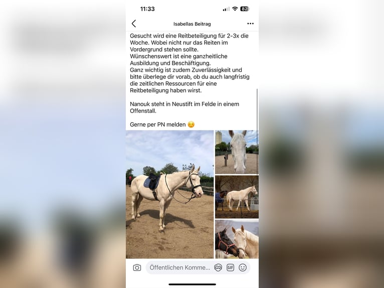 Lipizzaner Mare 8 years 16 hh Gray in Wien
