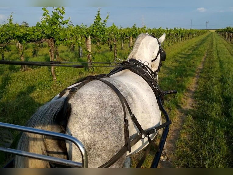 Lipizzaner Mare 8 years Grey in Tordas