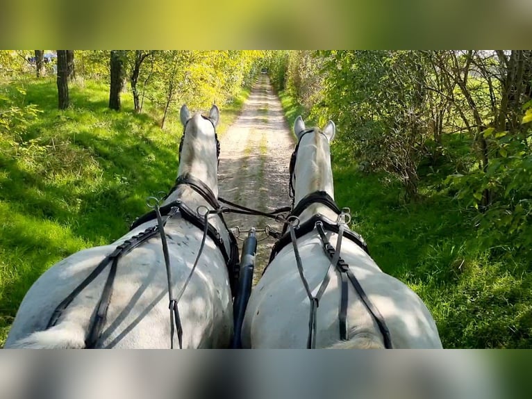 Lipizzaner Mare 8 years Grey in Tordas