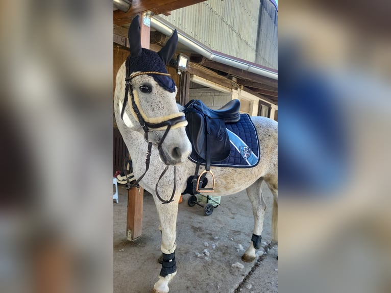 Lipizzaner Mix Mare 9 years 14,3 hh Gray-Fleabitten in Kenzingen