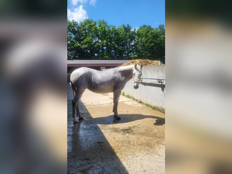 Lipizzaner Mix Mare 9 years 14,3 hh Gray-Fleabitten in Kenzingen