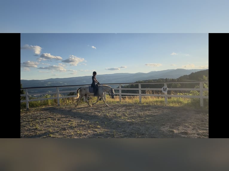 Lipizzaner Mare 9 years 14,2 hh Grey in Voitsberg