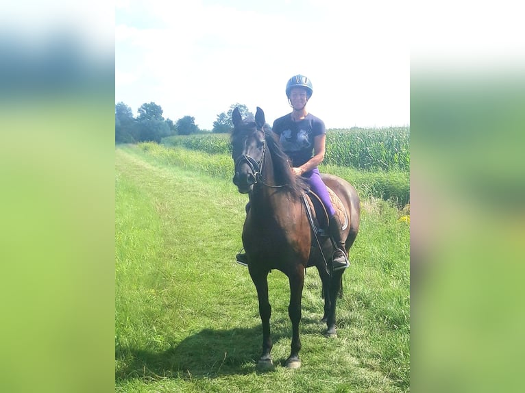 Lipizzaner Mare 9 years 15 hh Bay-Dark in Nieuwegein