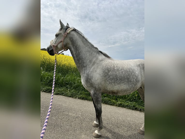 Lipizzaner Mare 9 years 15,1 hh Grey-Dapple in Weisslingen