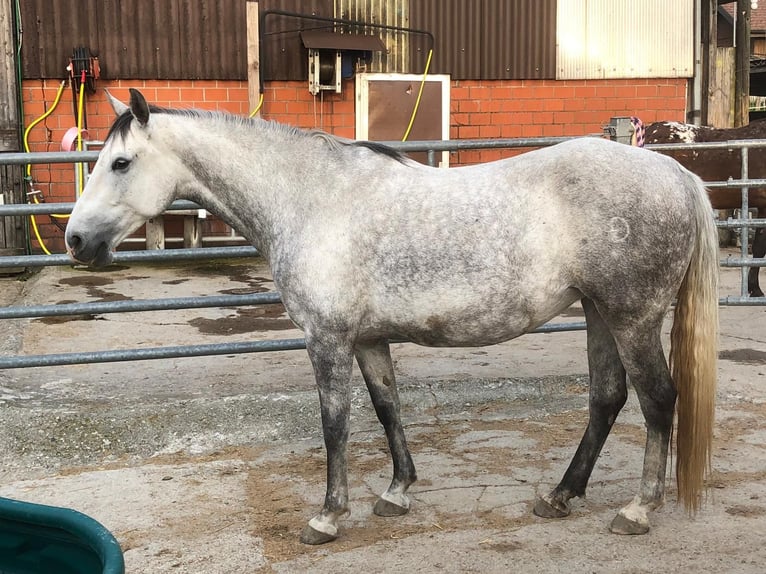 Lipizzaner Mare 9 years 15,1 hh Grey-Dapple in Weisslingen