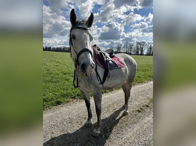 Lipizzaner Mare 9 years 15,1 hh Grey-Dapple in Weisslingen