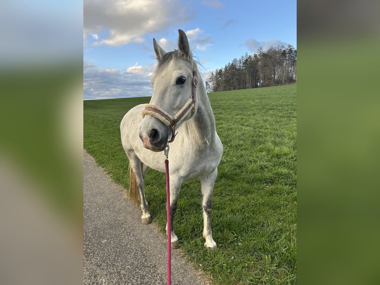 Lipizzaner Mare 9 years 15,1 hh Grey-Dapple in Weisslingen