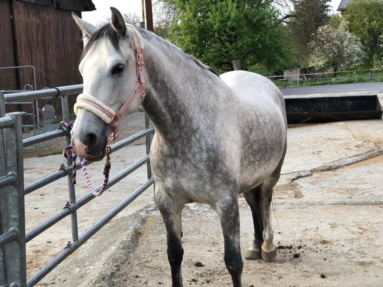 Lipizzaner Mare 9 years 15,1 hh Grey-Dapple in Weisslingen