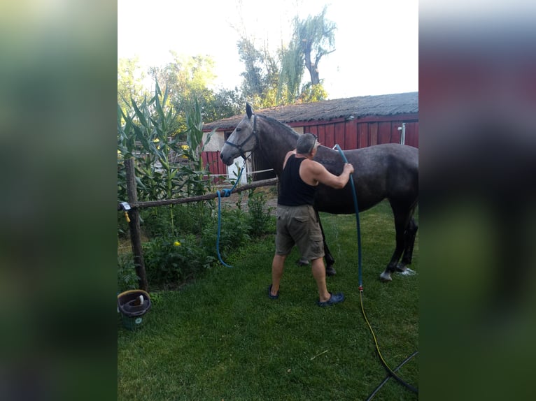 Lipizzaner Mare 9 years 15,2 hh Grey in Móricgát