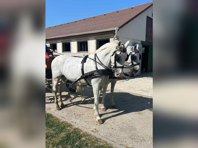 Lipizzaner Mare 9 years 16.1 hh White in Burgenland