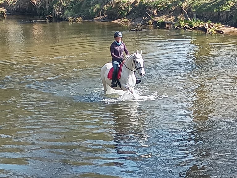 Lipizzaner Mare 9 years Grey in Görlitz