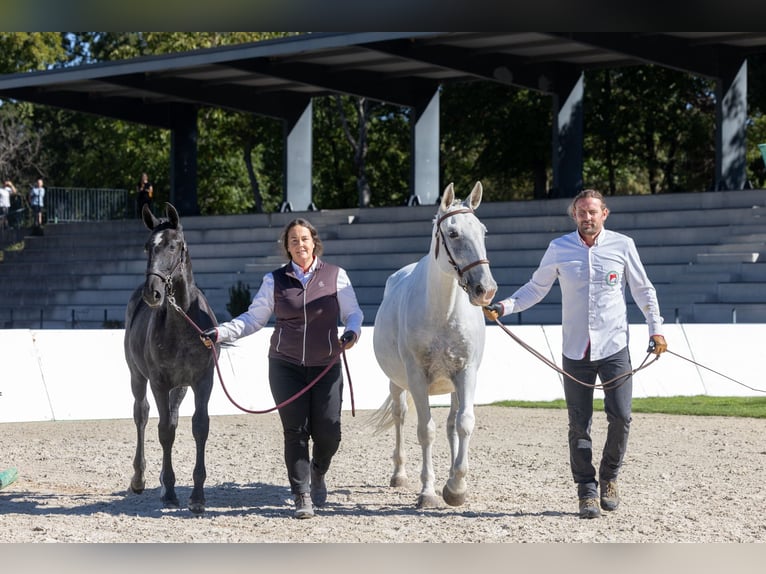 Lipizzaner Mare Foal (04/2026) 16 hh Grey in Trnovska Vas