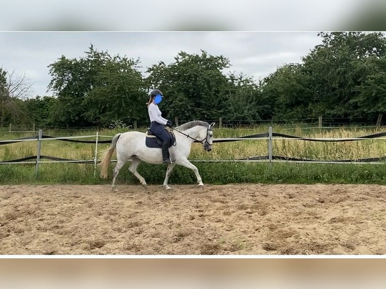 Lipizzaner Merrie 10 Jaar 148 cm Wit in Billerbeck