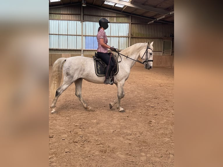 Lipizzaner Mix Merrie 10 Jaar 157 cm Schimmel in Kalletal