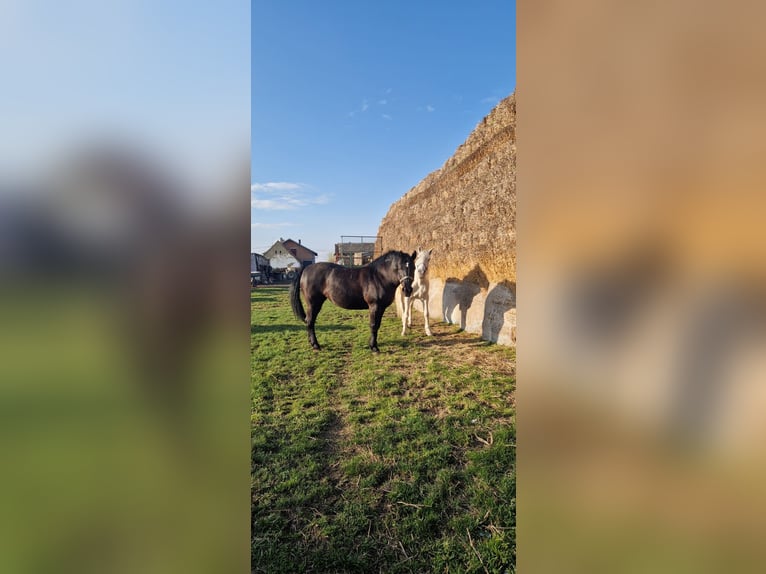 Lipizzaner Mix Merrie 10 Jaar 160 cm Zwart in &#x10C;epin