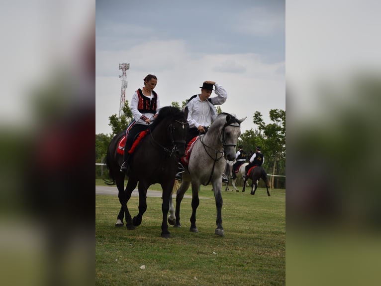 Lipizzaner Mix Merrie 10 Jaar 160 cm Zwart in &#x10C;epin