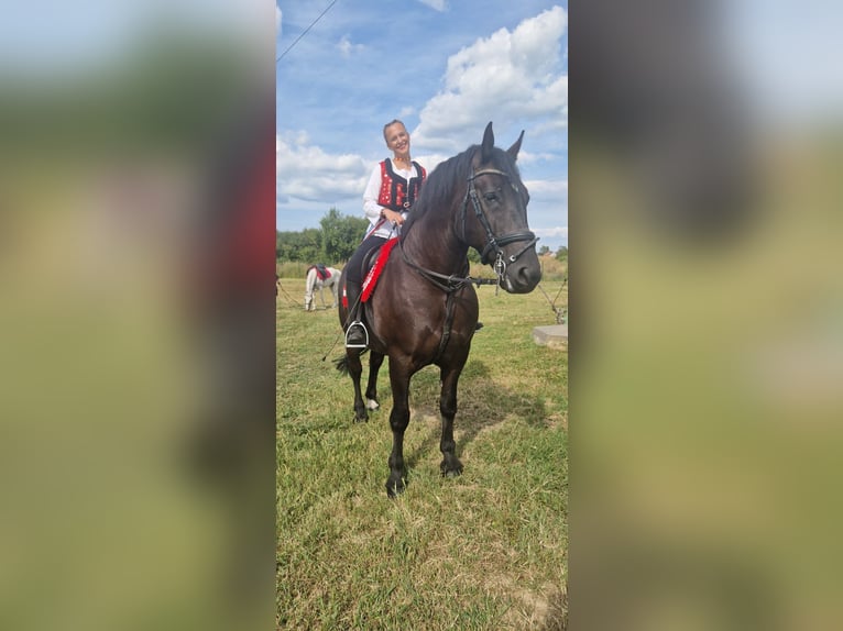 Lipizzaner Mix Merrie 10 Jaar 160 cm Zwart in &#x10C;epin