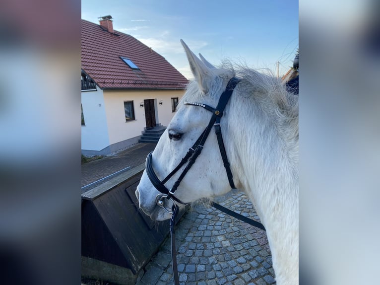 Lipizzaner Merrie 10 Jaar 161 cm Schimmel in Neustadt in Sachsen