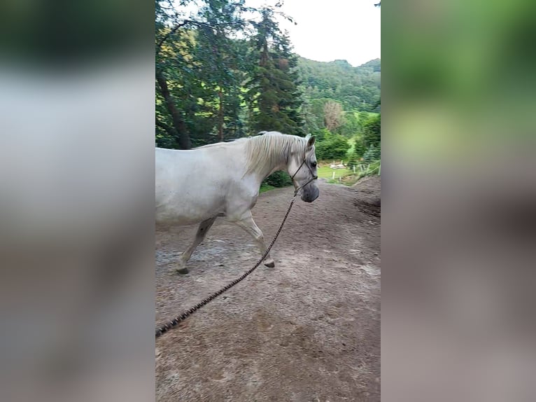 Lipizzaner Merrie 10 Jaar Schimmel in M&#xFC;hldorf