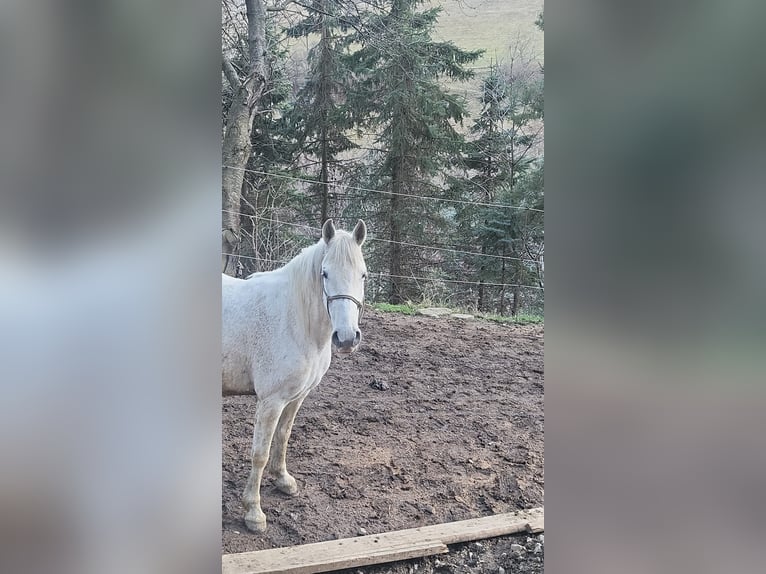 Lipizzaner Merrie 10 Jaar Schimmel in M&#xFC;hldorf