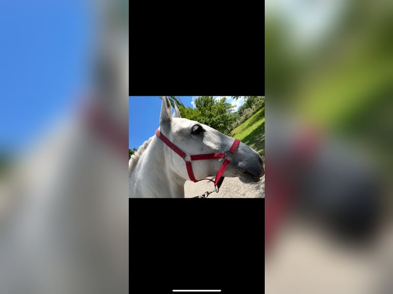 Lipizzaner Merrie 11 Jaar 155 cm Wit in Đala
