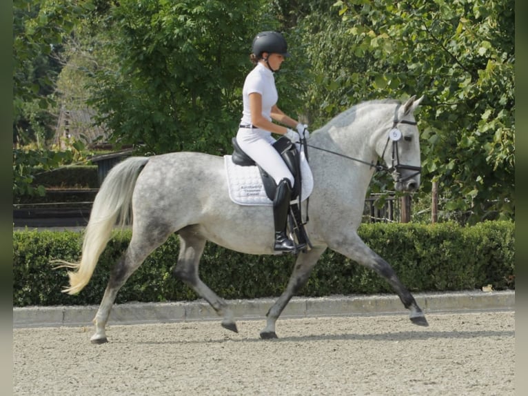 Lipizzaner Merrie 11 Jaar 156 cm Vliegenschimmel in Velp
