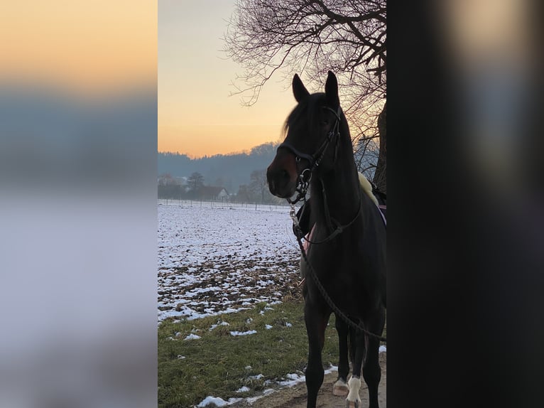 Lipizzaner Merrie 11 Jaar 168 cm Donkerbruin in Herbrechtingen