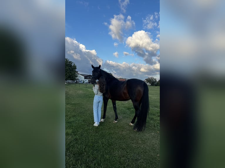 Lipizzaner Merrie 11 Jaar 168 cm Donkerbruin in Herbrechtingen