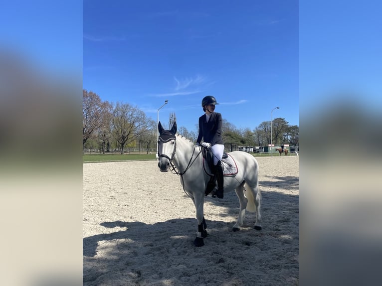 Lipizzaner Merrie 13 Jaar 148 cm Schimmel in Wien, Leopoldstadt