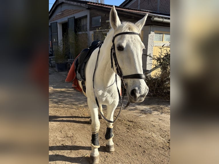 Lipizzaner Merrie 13 Jaar 148 cm Schimmel in Wien, Leopoldstadt