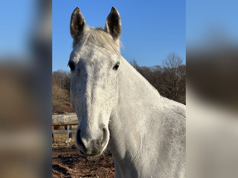 Lipizzaner Merrie 13 Jaar 155 cm Vliegenschimmel in Ronnenberg