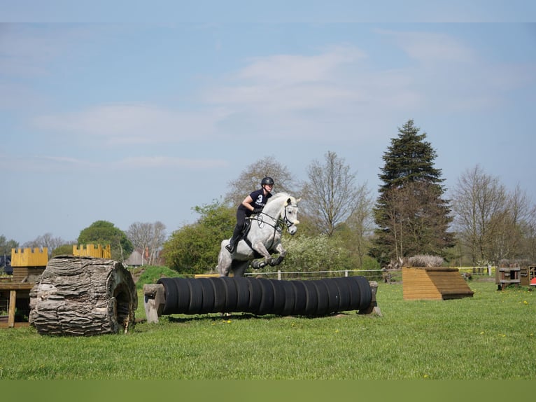 Lipizzaner Merrie 13 Jaar 155 cm Vliegenschimmel in Ronnenberg