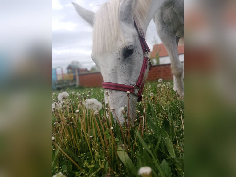Lipizzaner Merrie 13 Jaar Wit in Banja Luka