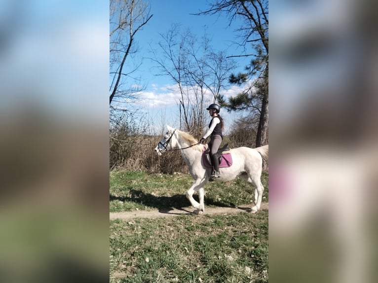 Lipizzaner Merrie 13 Jaar Wit in Banja luka