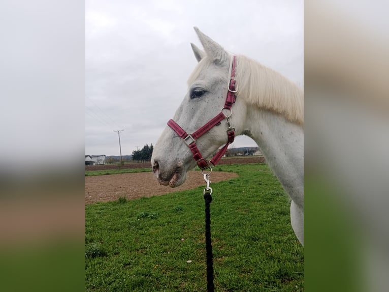 Lipizzaner Merrie 13 Jaar Wit in Banja luka
