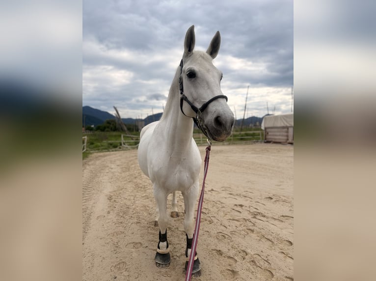 Lipizzaner Mix Merrie 15 Jaar 165 cm Wit in Žalec