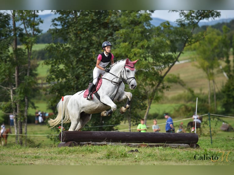 Lipizzaner Mix Merrie 15 Jaar 165 cm Wit in Žalec